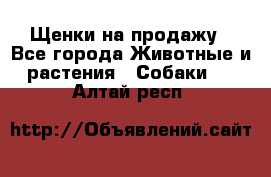 Щенки на продажу - Все города Животные и растения » Собаки   . Алтай респ.